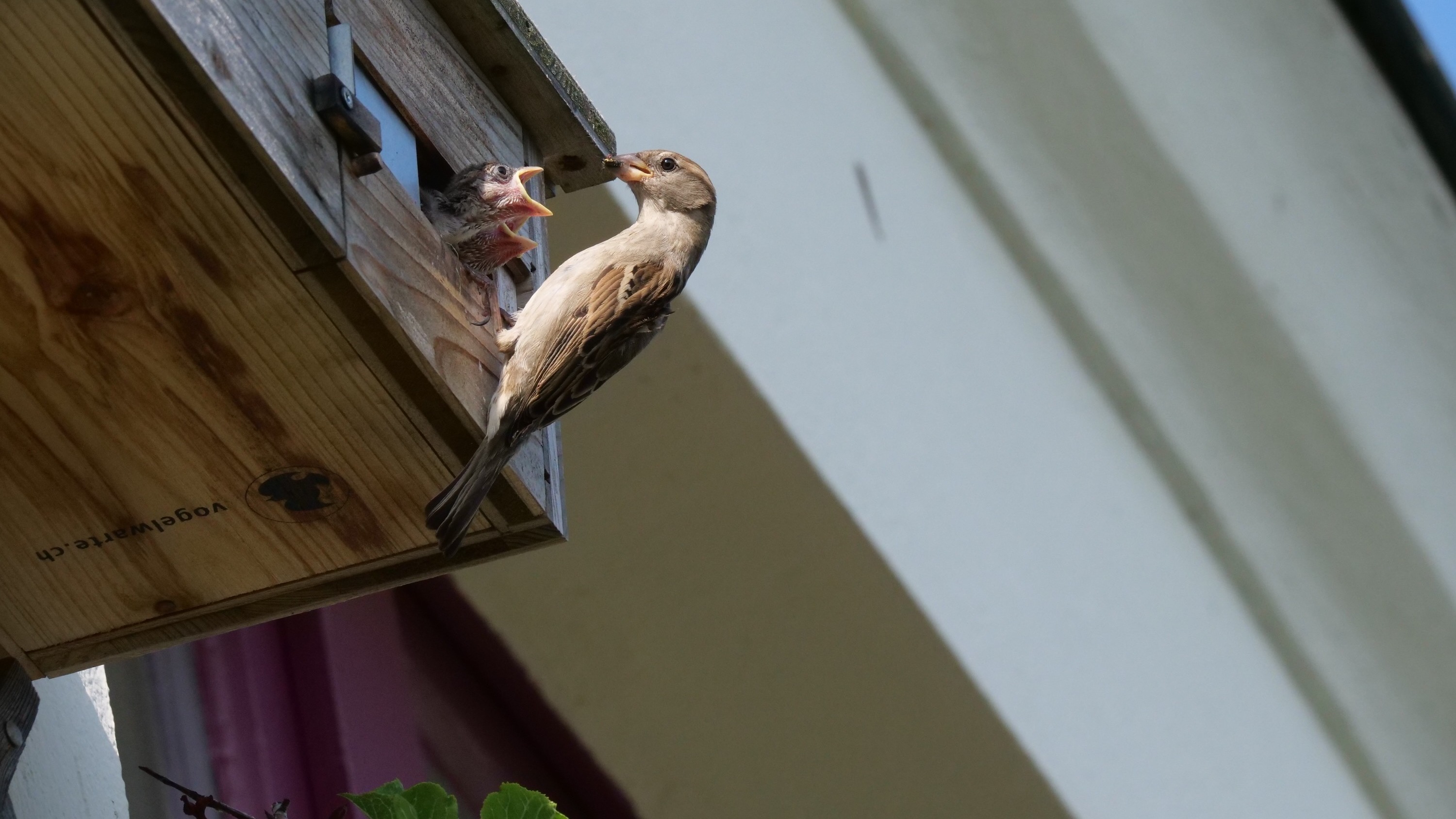 Male House Sparrow bringing food to young in a nest box