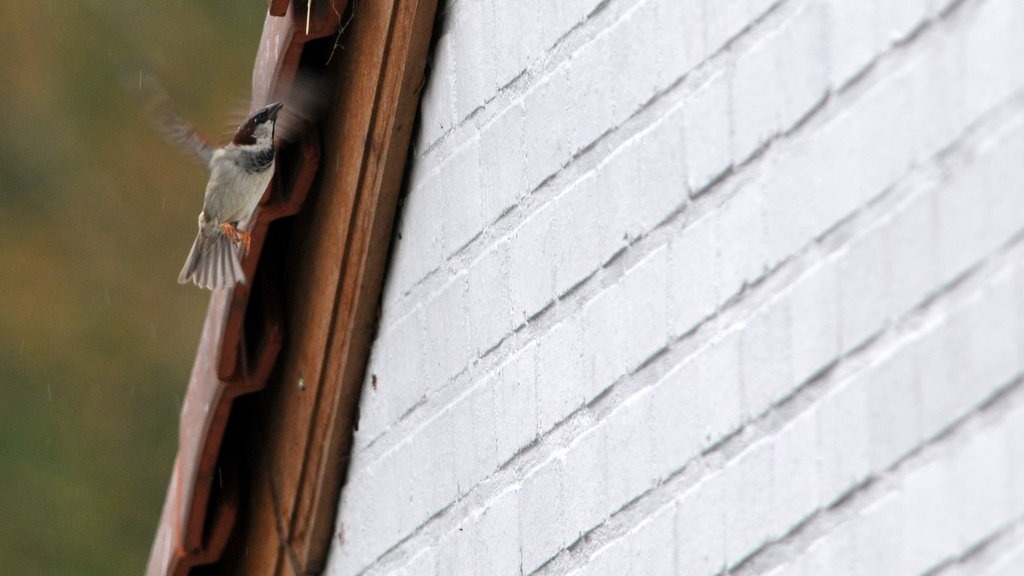 Male house sparrow flying into a nest entrance