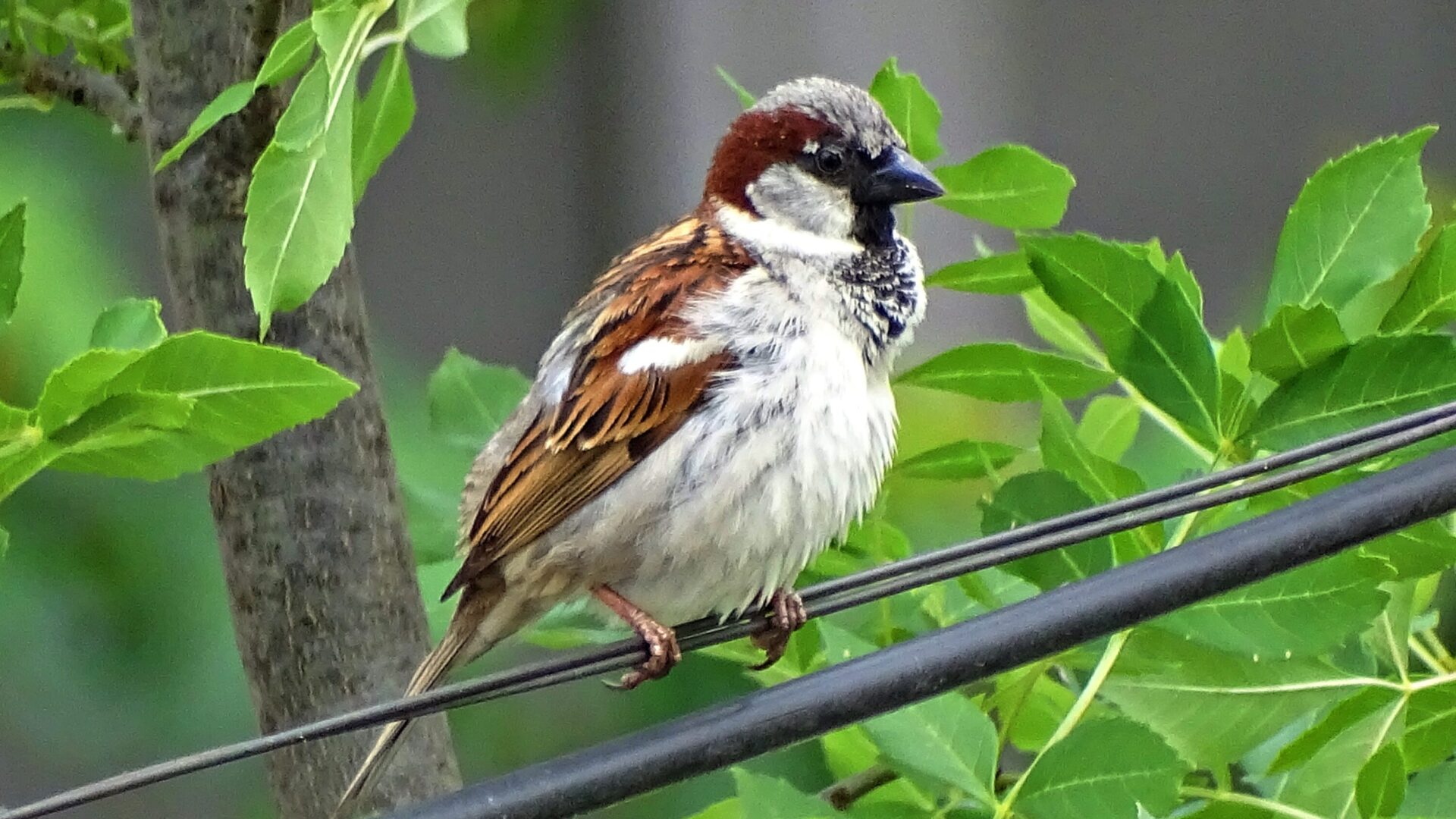 Male house sparrow in leafy urban habitat