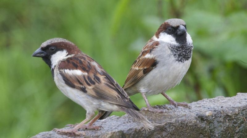 Male House Sparrows at Victoria Garden, Nuwara Eliya, Sri Lanka