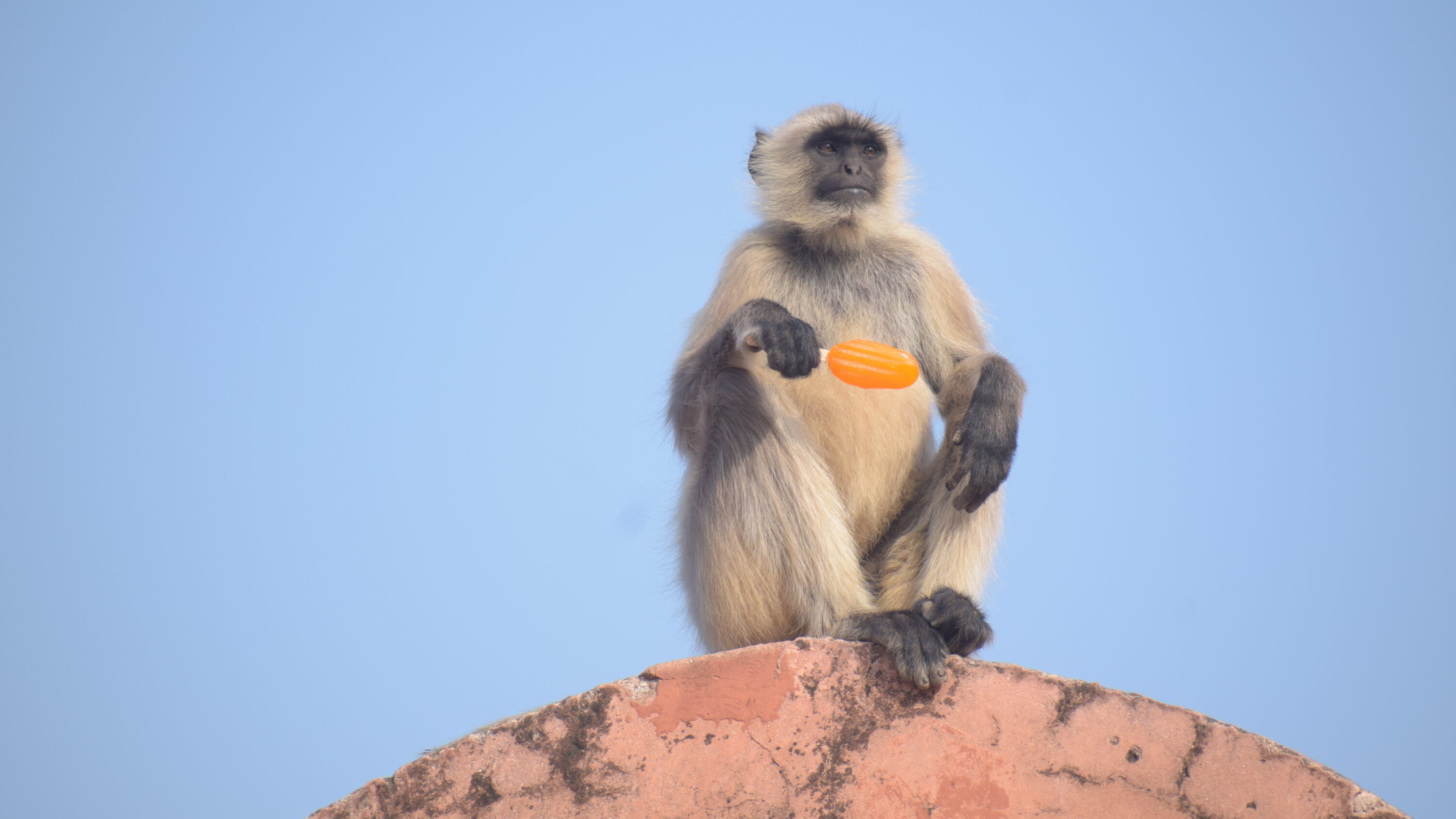 Northern Plains Grey Langur holding and eating an ice lolly