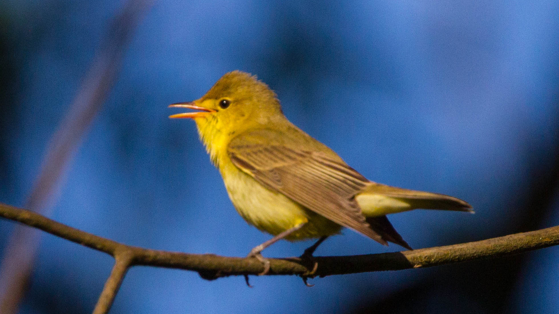 Icterine Warbler singing from a branch