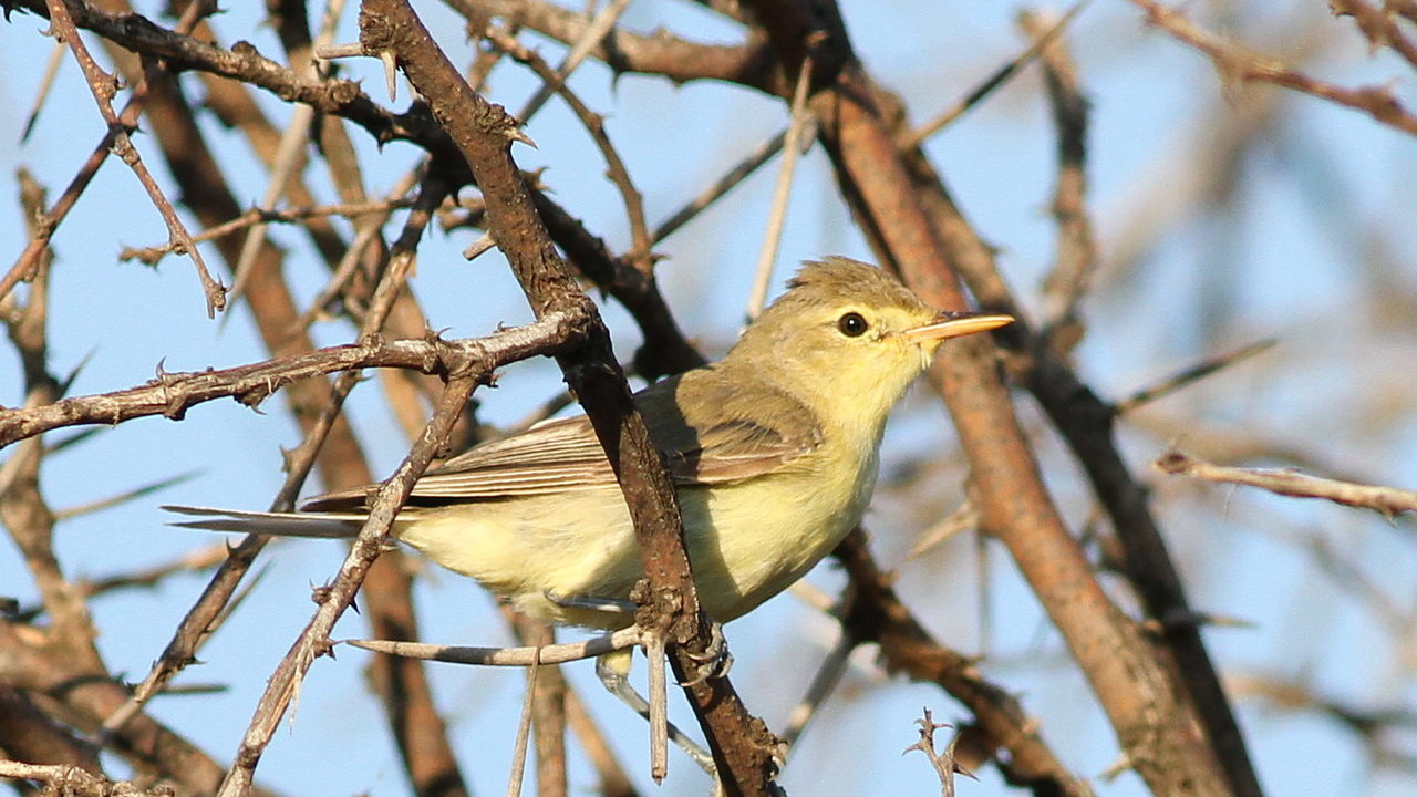 Icterine Warbler in thorny vegetation