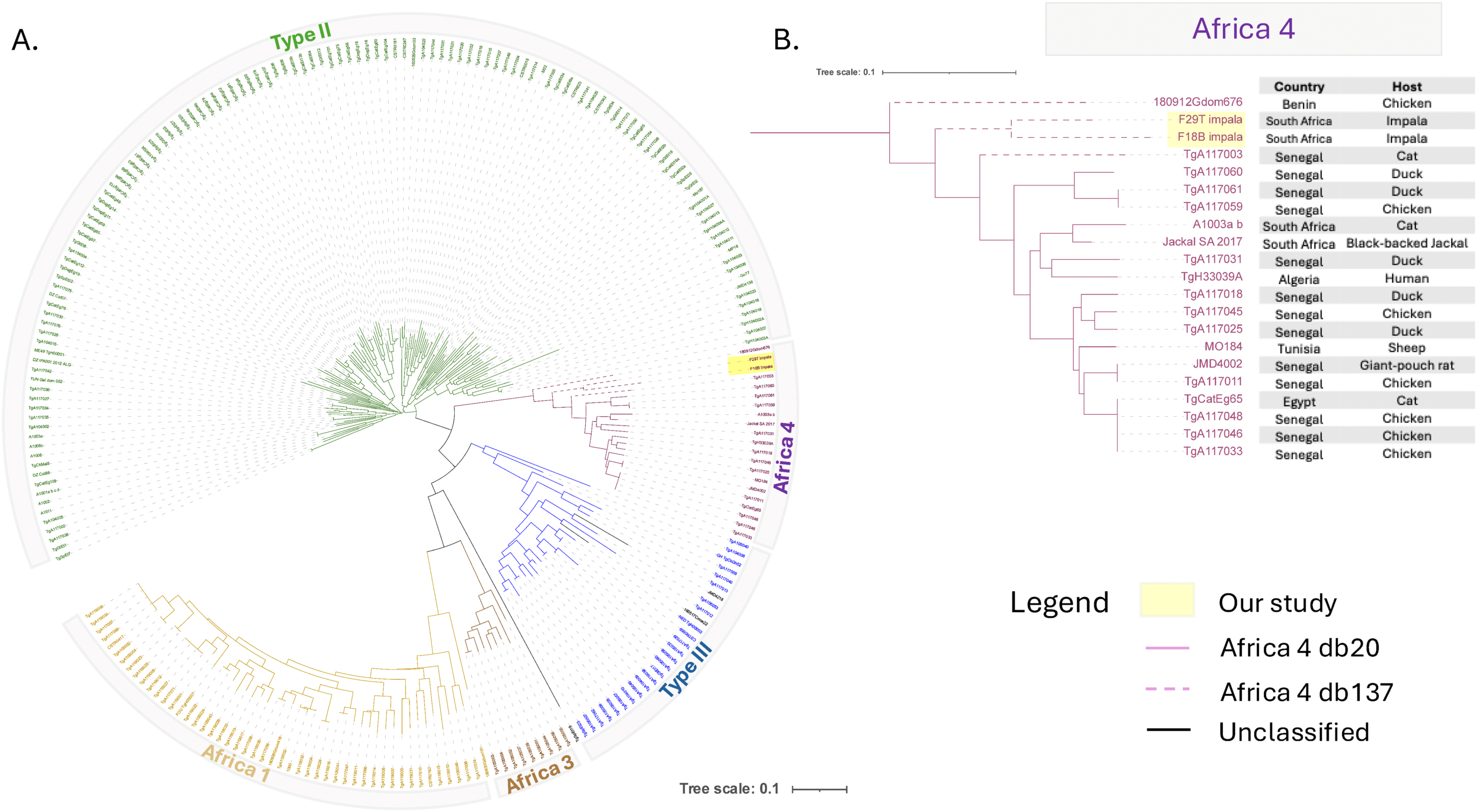 Genetic tree of African Toxoplasma gondii genotypes highlighting the two Africa 4 genotypes detected in impalas from Timbavati