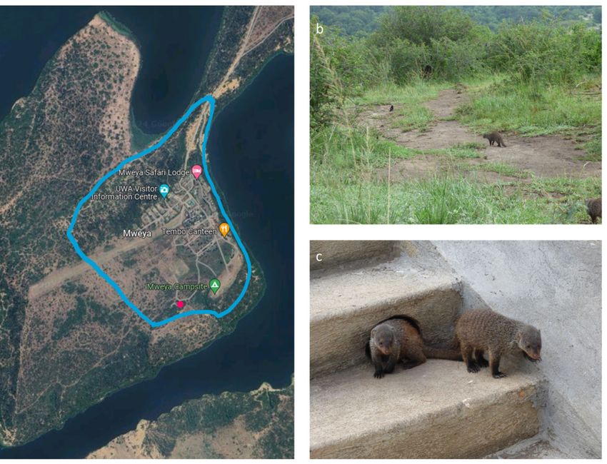 Banded mongooses from the Mweya study group in natural and anthropogenic habitats