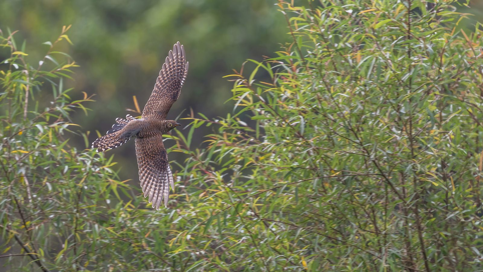 Common cuckoo in flight