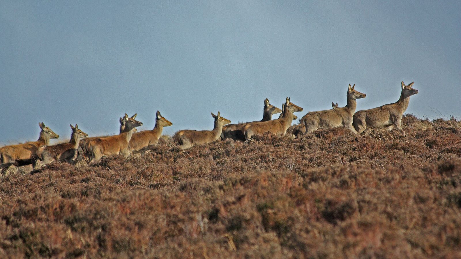 Wild red deer herd on Exmoor