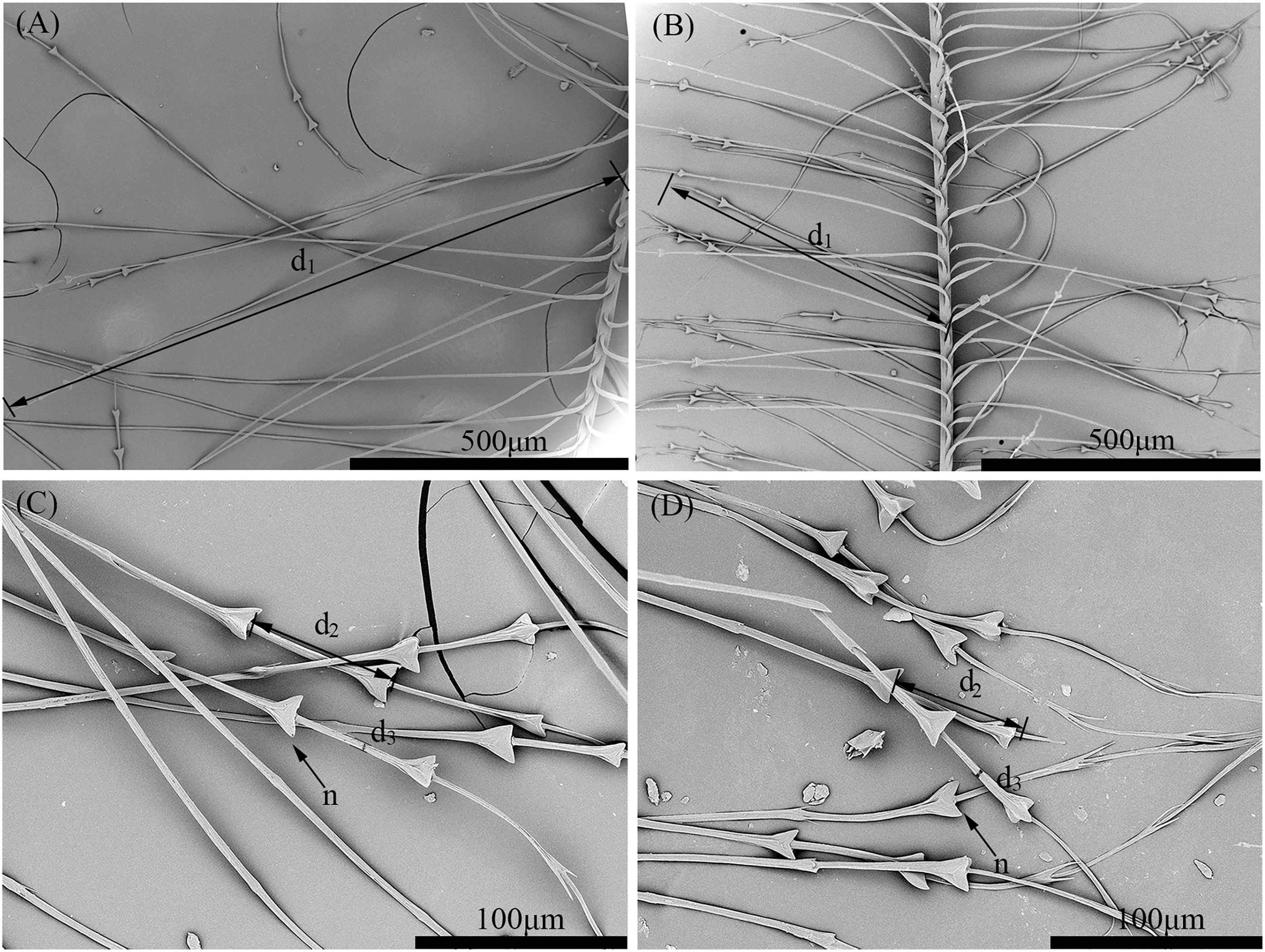 Scanning electron micrographs comparing down-feather barbules of Scaly-sided and Common Mergansers