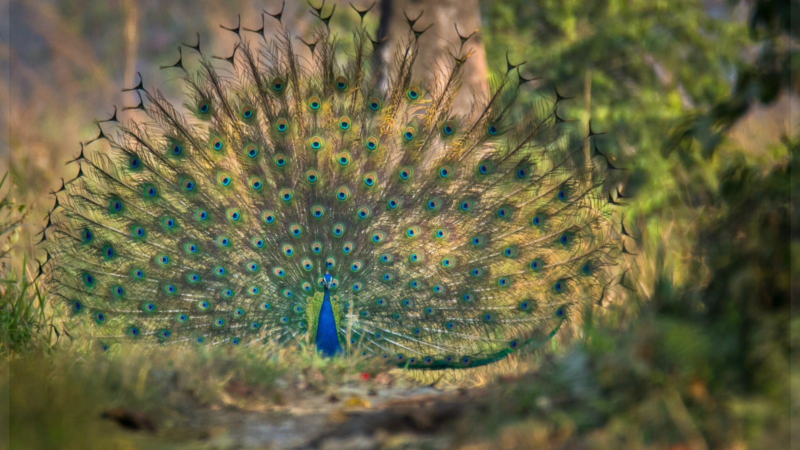 Displaying male Indian peafowl with iridescent plumage