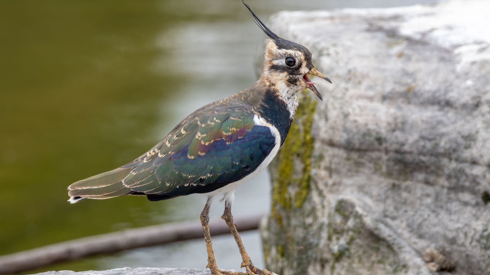 Northern Lapwing in France