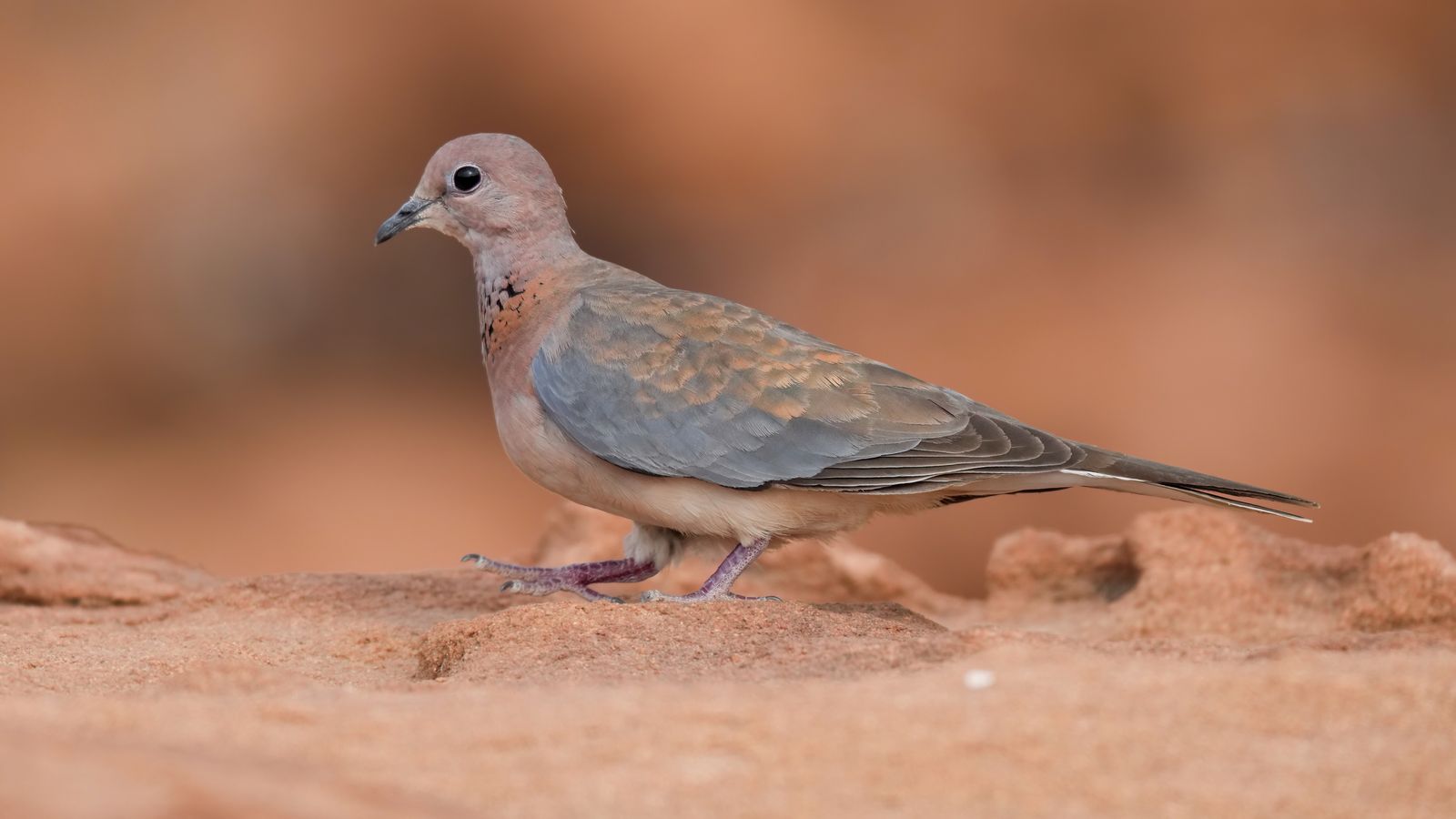 Wild laughing dove perched in Twyfelfontein, Namibia
