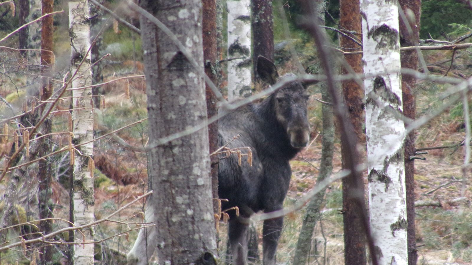 Wild moose in Kirkkonummi, Finland