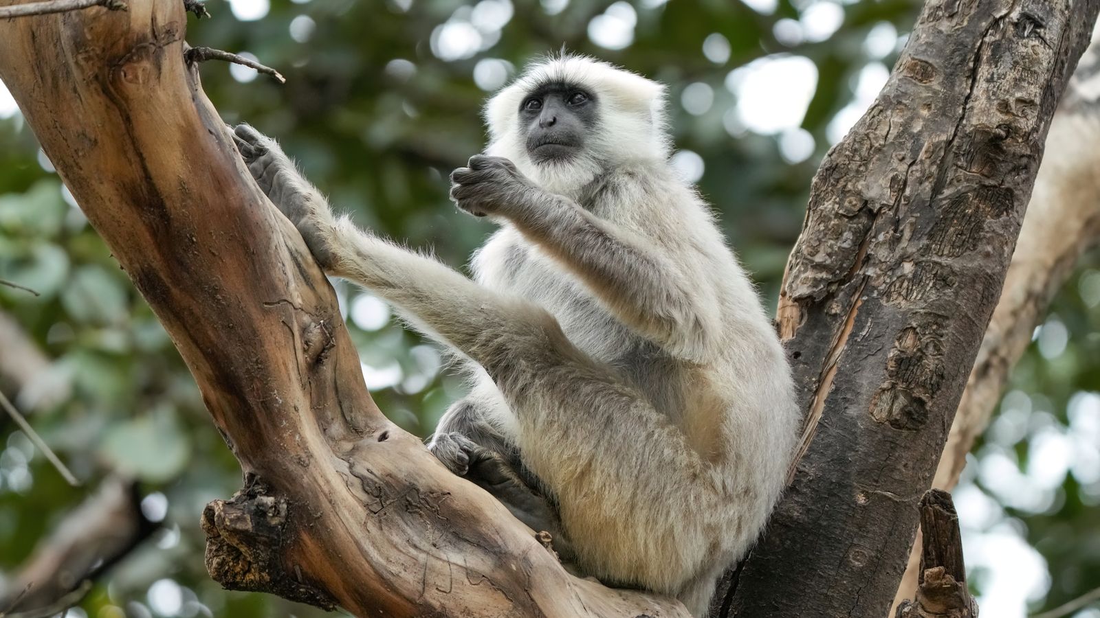 Northern Plains Grey Langur sitting in a tree