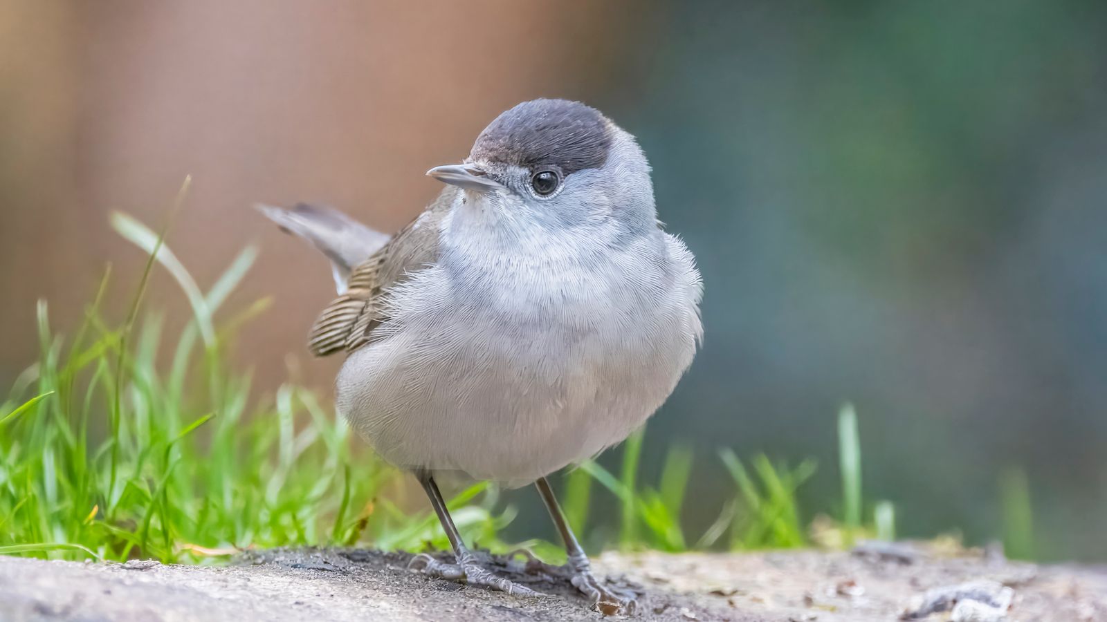 Wild male Eurasian blackcap perched in natural habitat