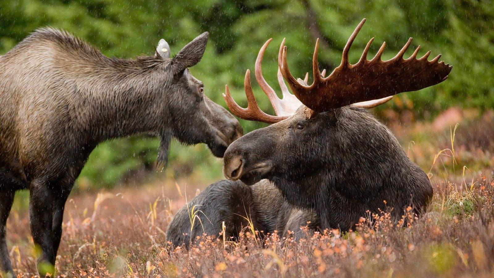 Pair of wild moose at Kenai National Wildlife Refuge, Alaska
