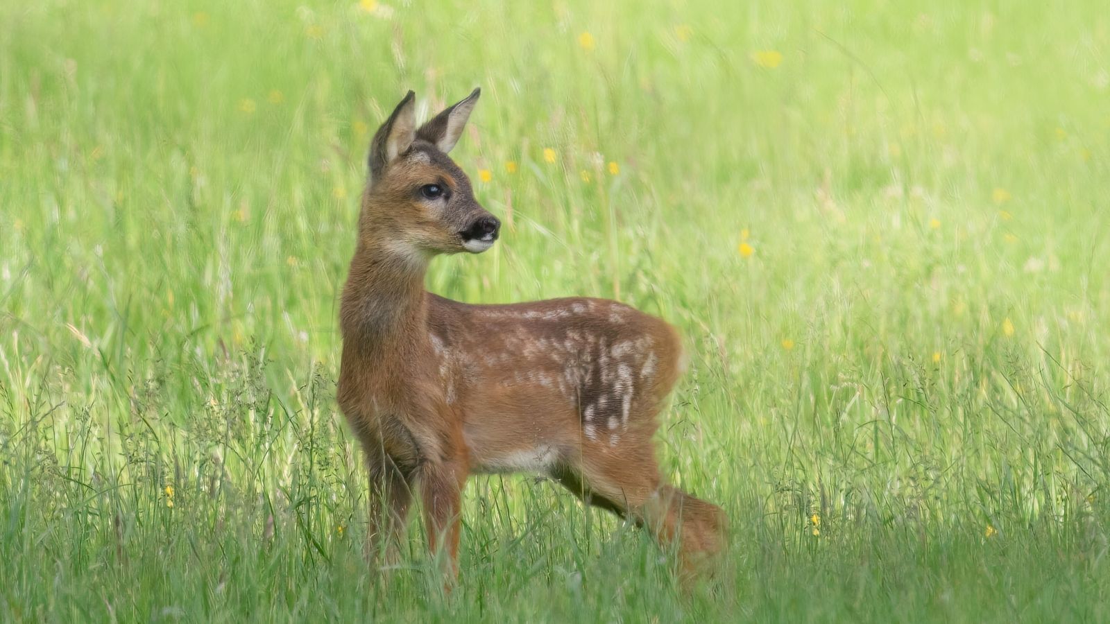 Young roe deer fawn standing in a green meadow