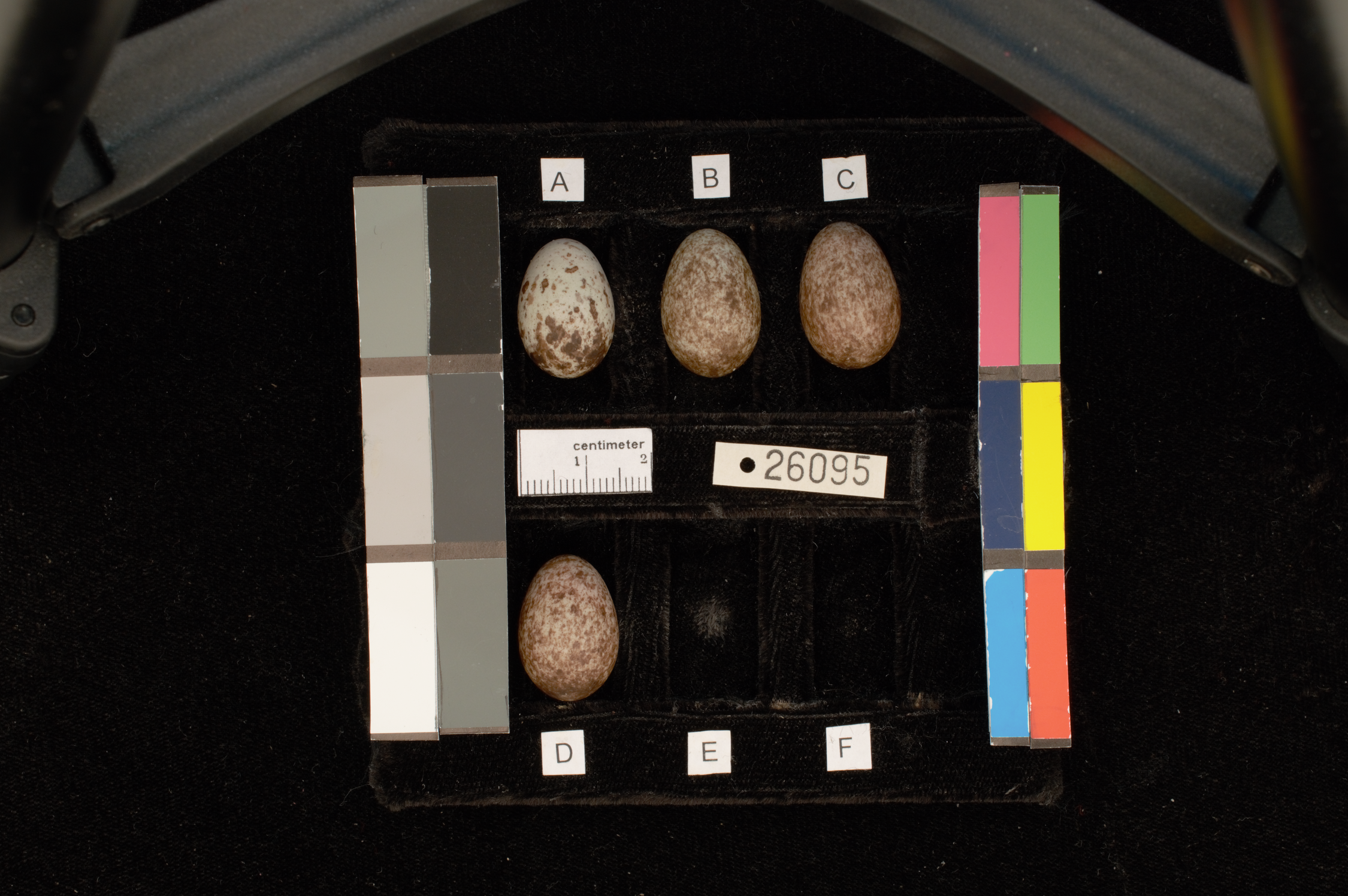 Standardized photograph of a house sparrow egg clutch with color reference charts and ruler