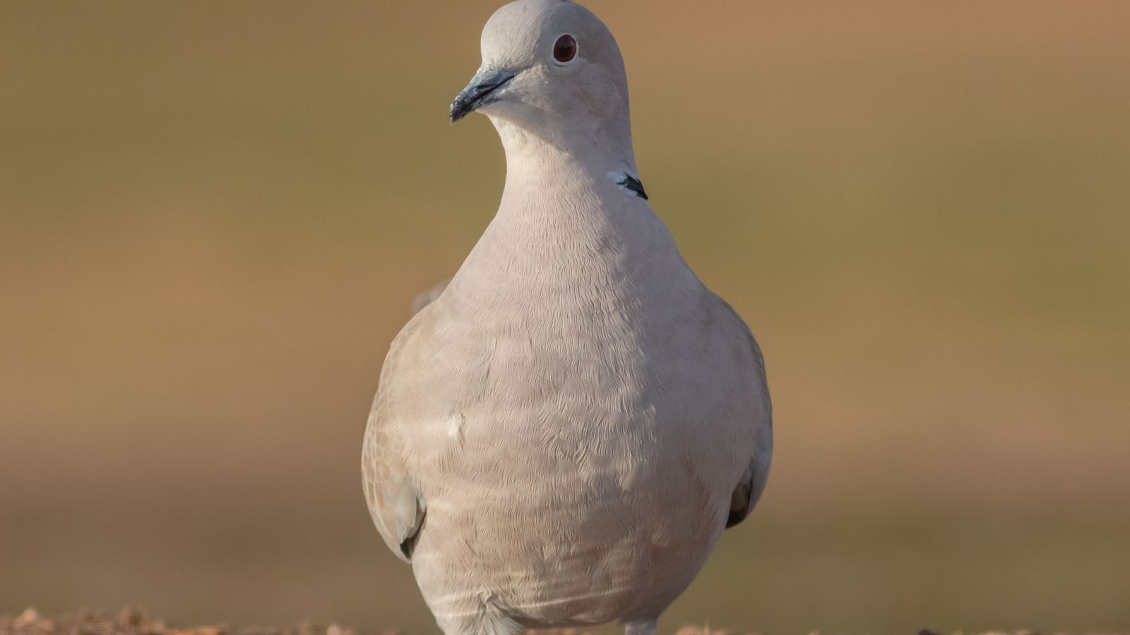 Eurasian collared dove perched in natural light