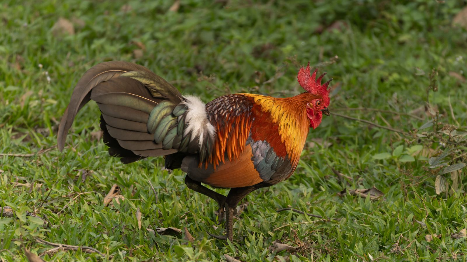 Wild Red Junglefowl in Kaziranga National Park