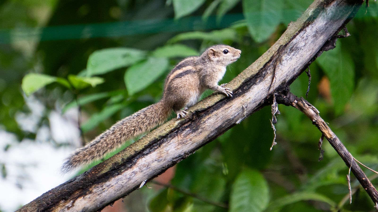 Indian palm squirrel walking along a branch in Sri Lanka