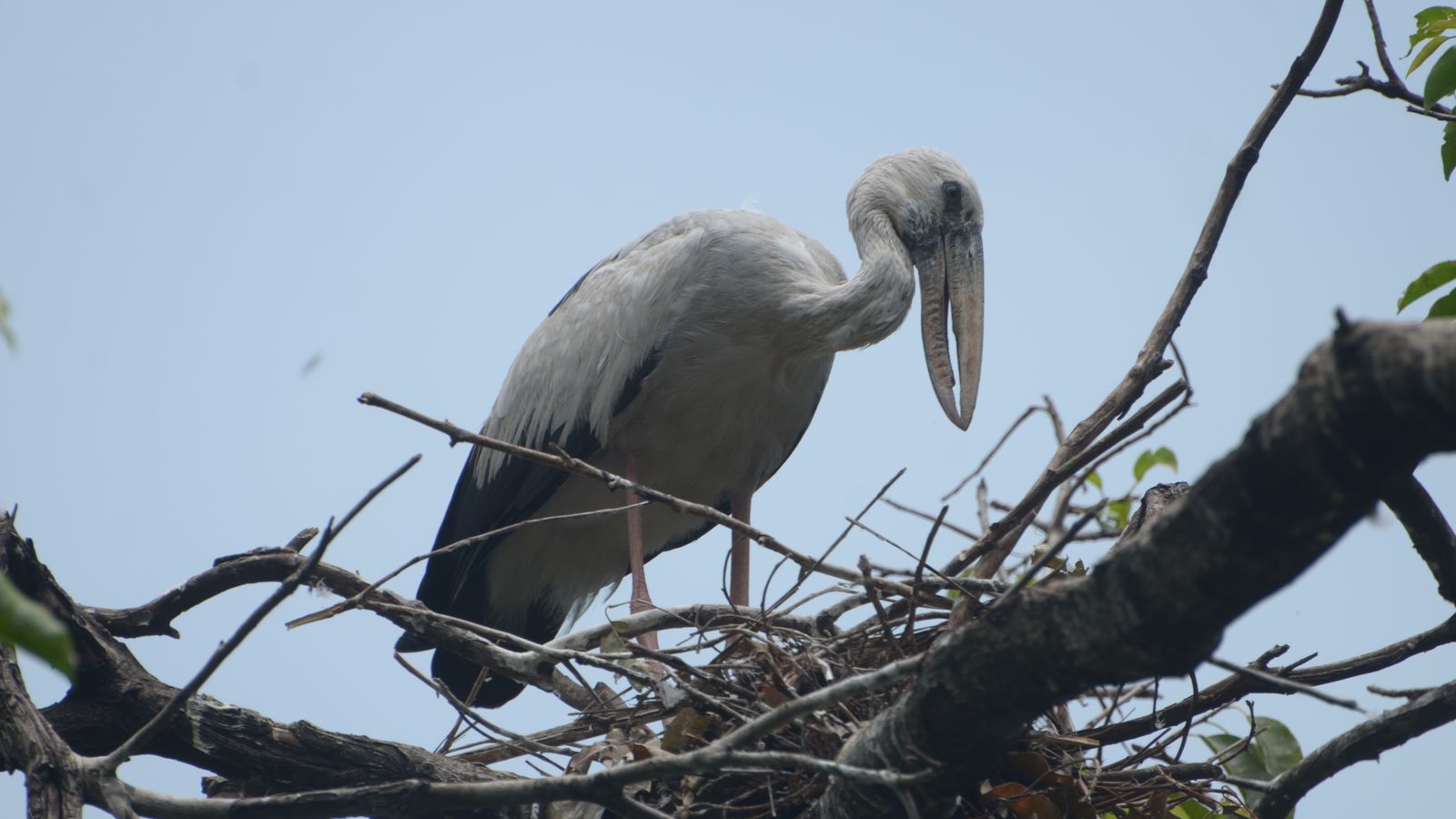 Asian openbill standing on its nest