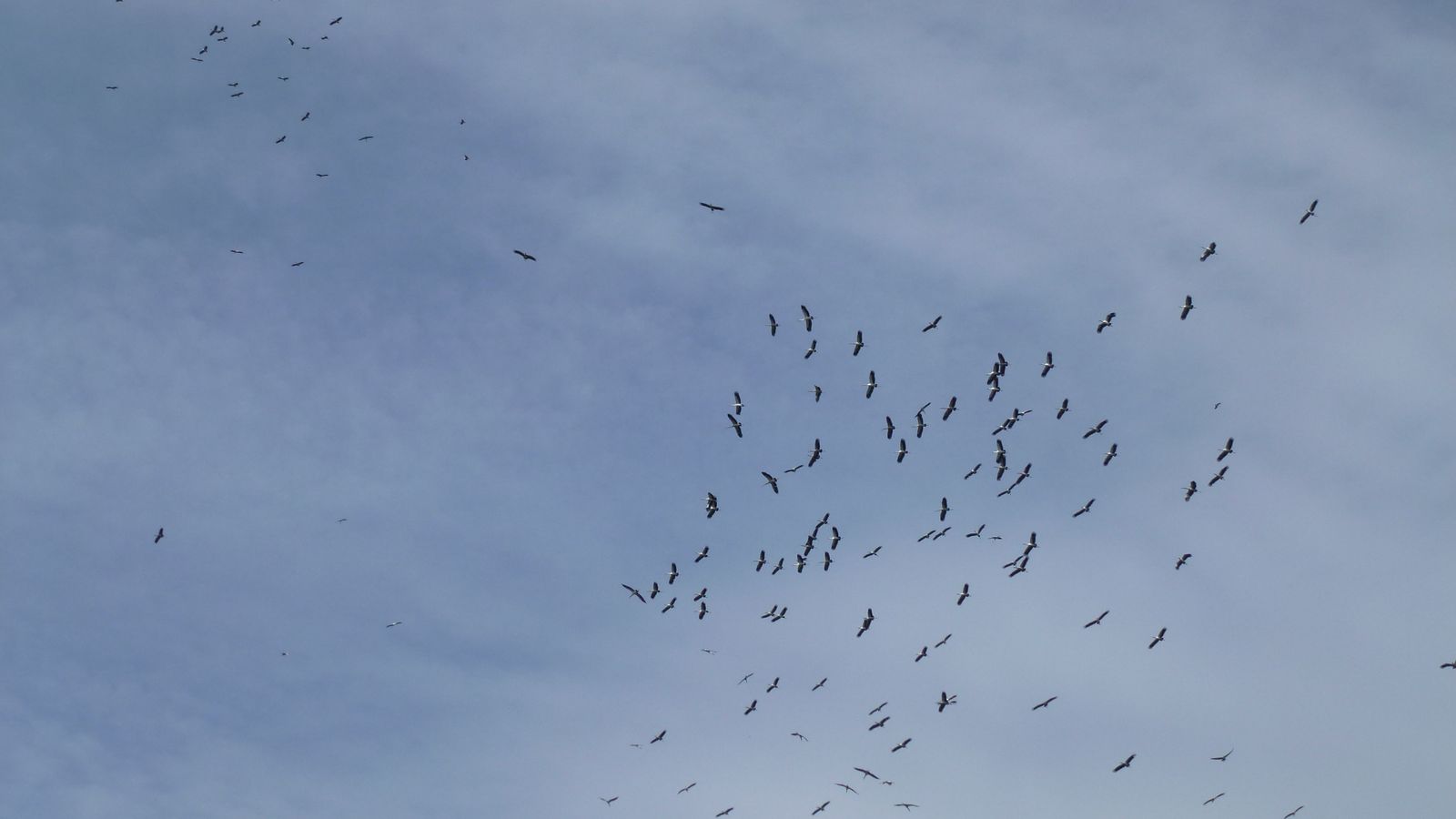 Flock of Asian openbills flying in Vietnam