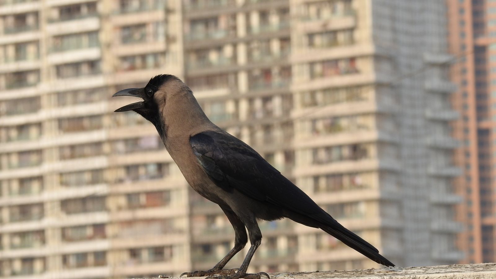 Wild house crow perched in front of apartment buildings in Mumbai