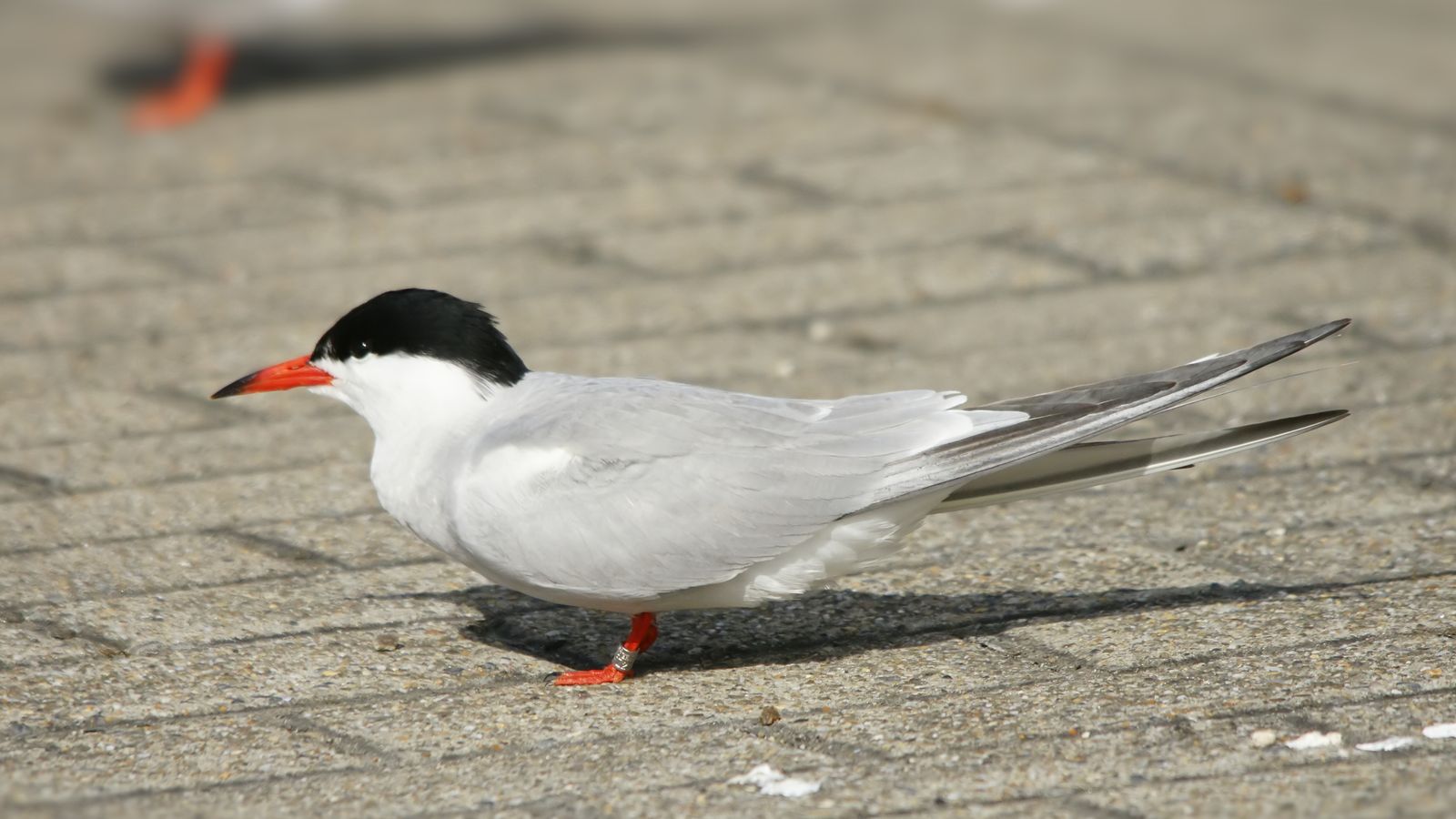 Adult common tern standing on the ground