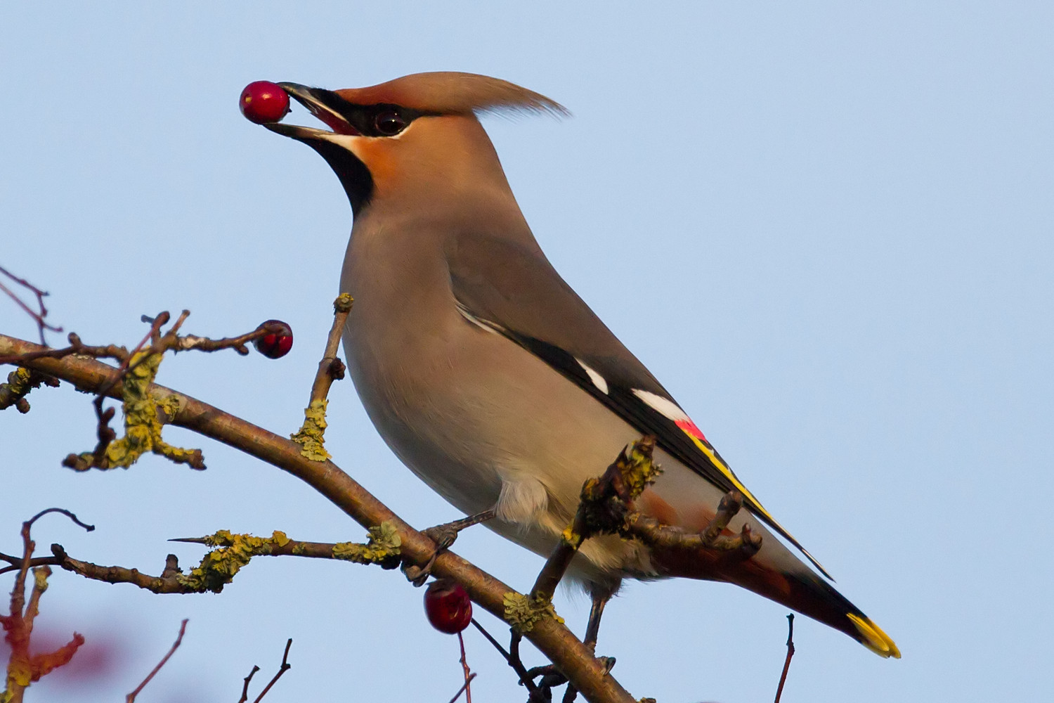 Bohemian waxwing feeding on red hawthorn berries