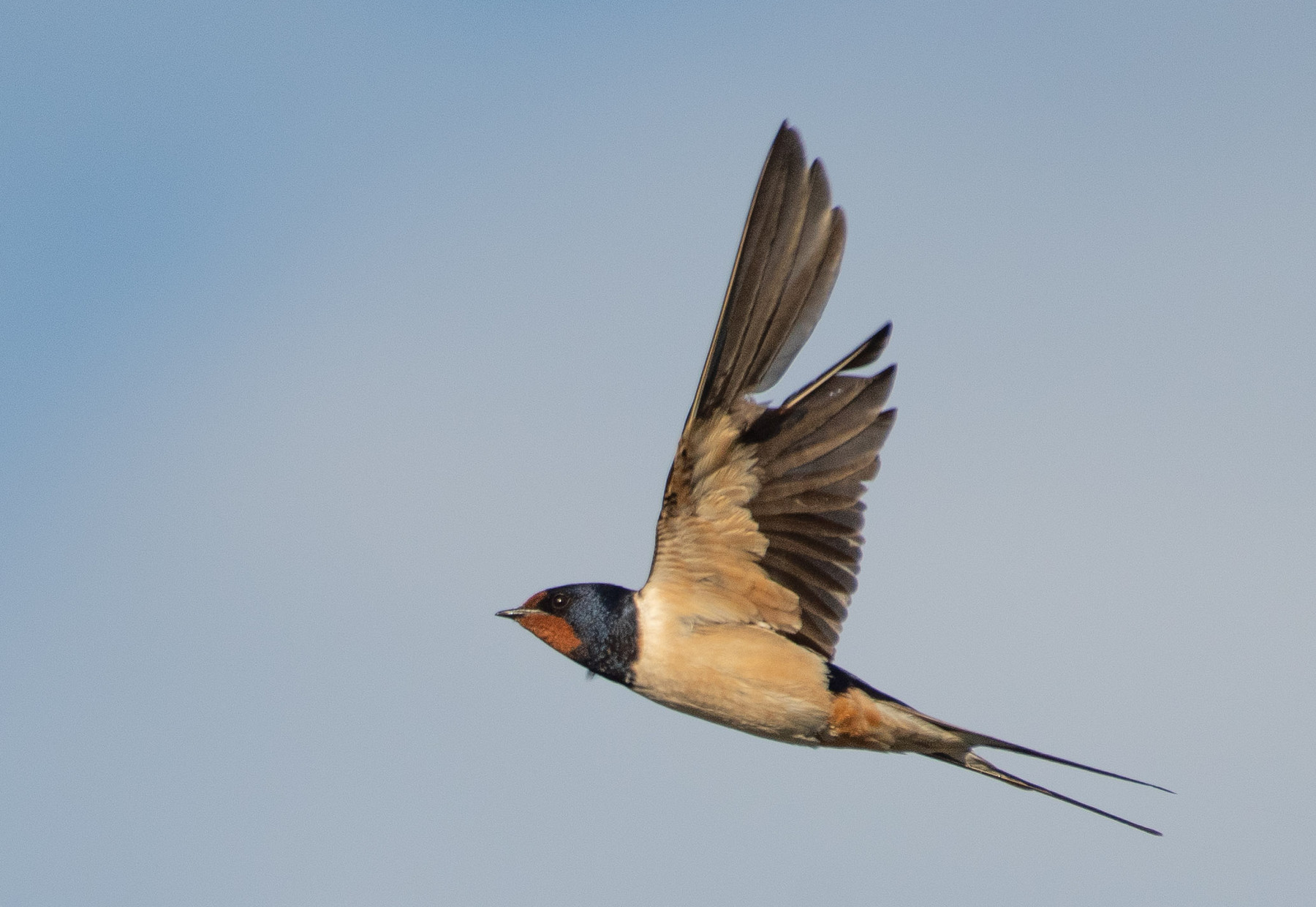 Wild Barn Swallow in flight in France