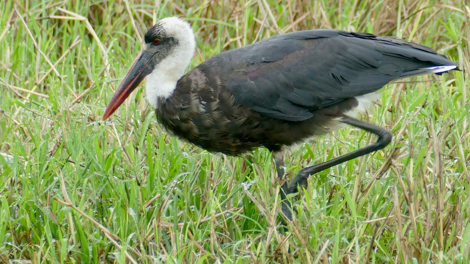 African woolly-necked stork foraging in grass in South Africa
