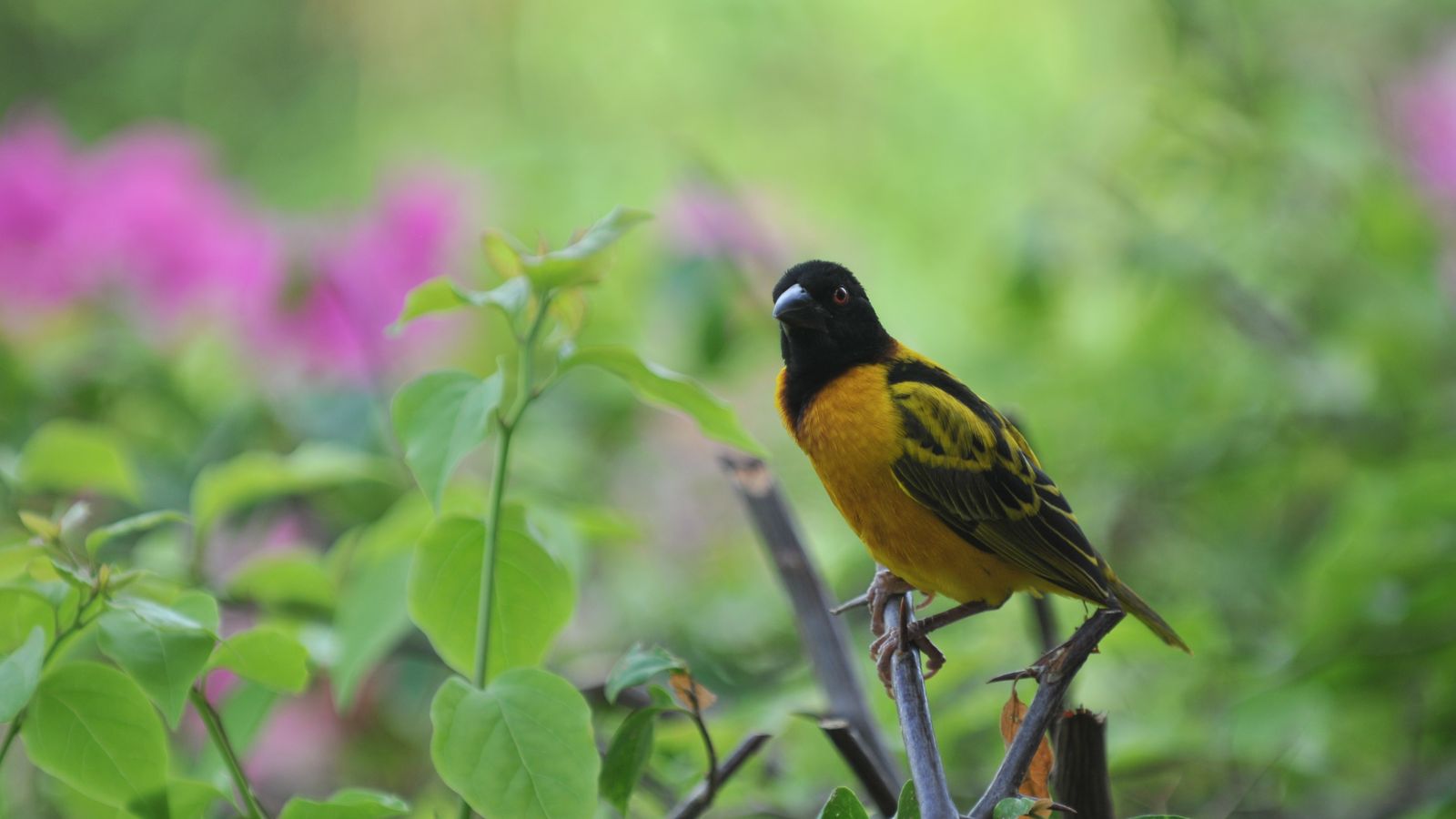 Village weaver perched among vegetation