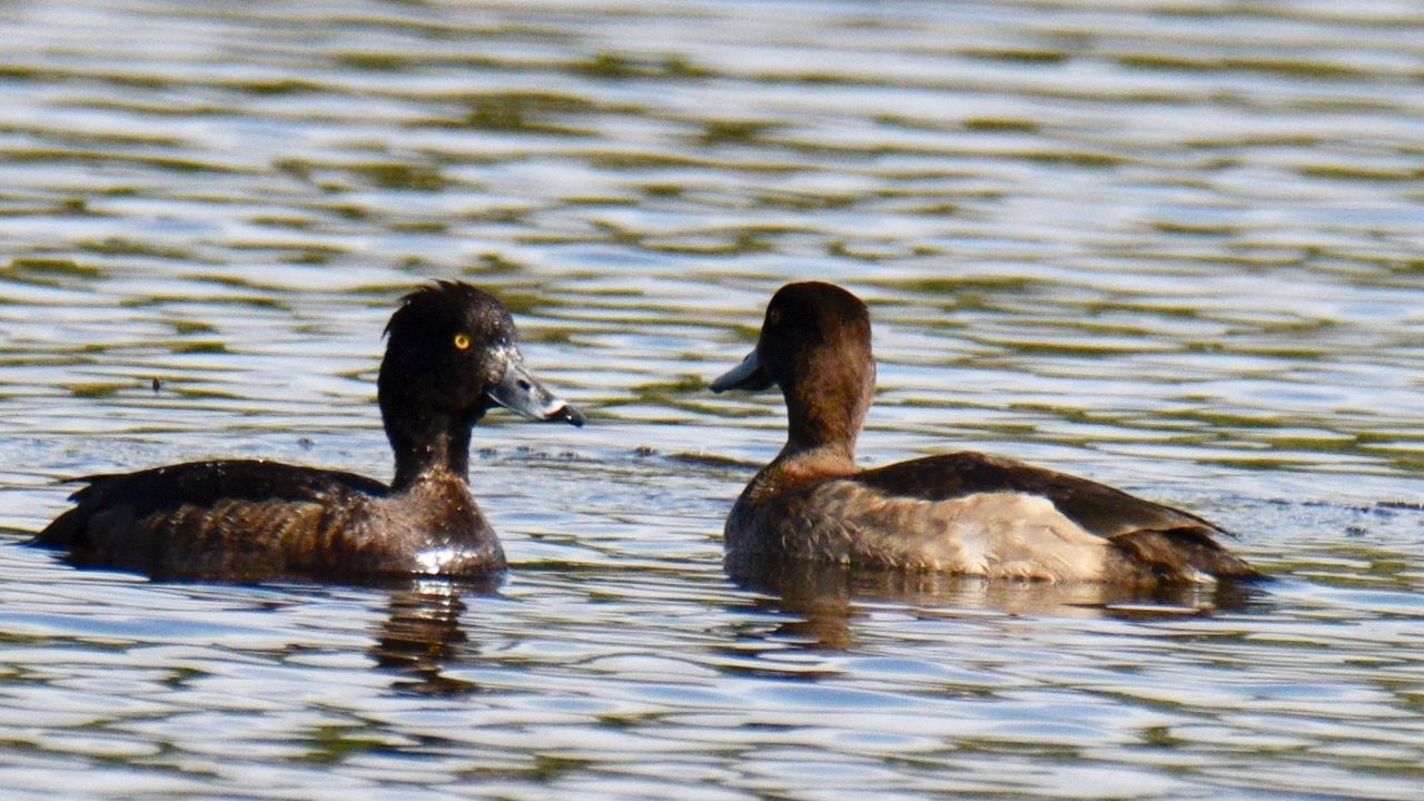Male and female tufted ducks swimming together