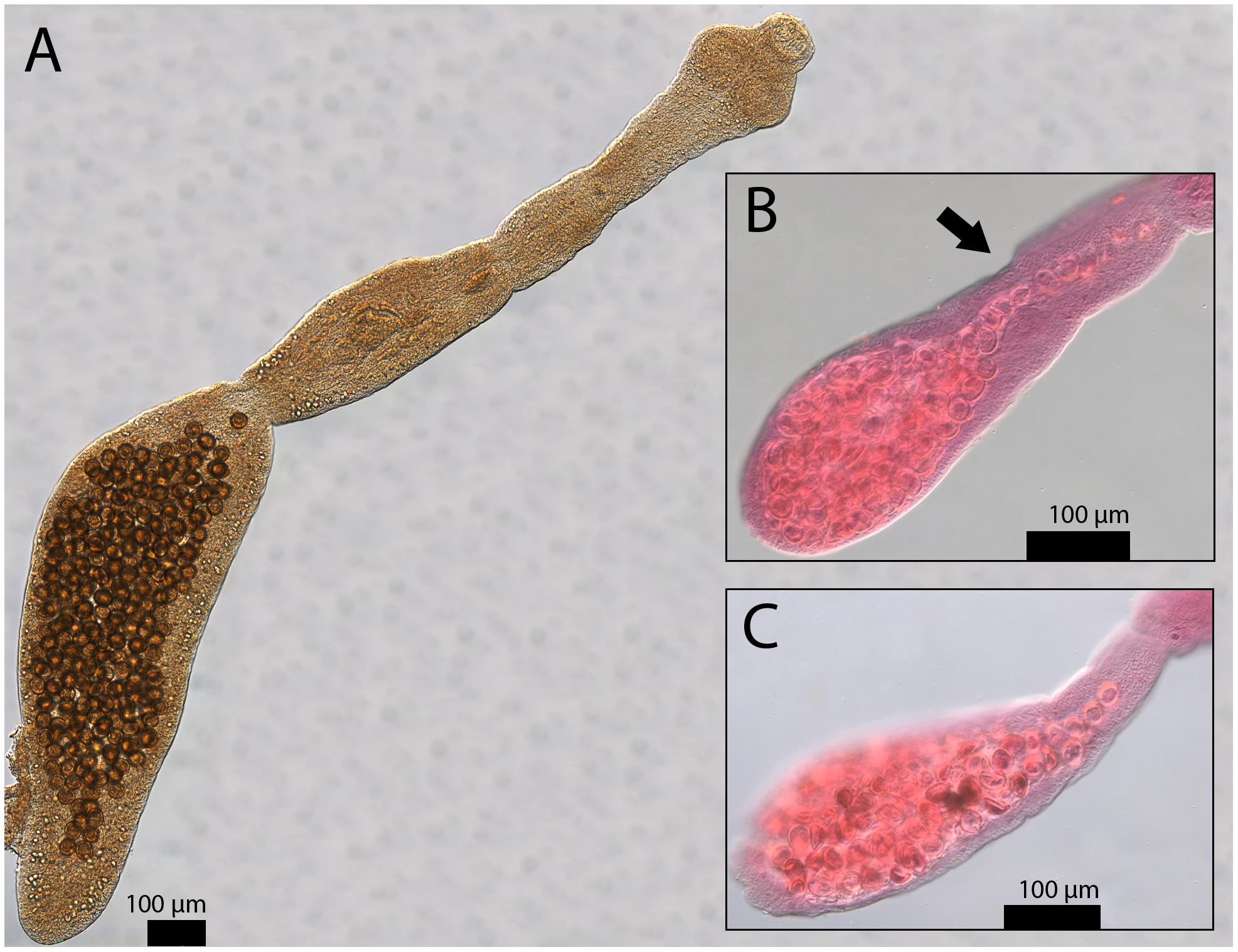 Representative Echinococcus multilocularis-eksemplarer brukt til morfologisk identifikasjon
