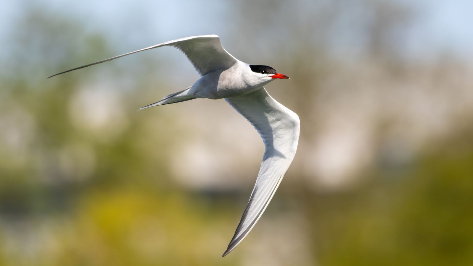 Common tern in flight