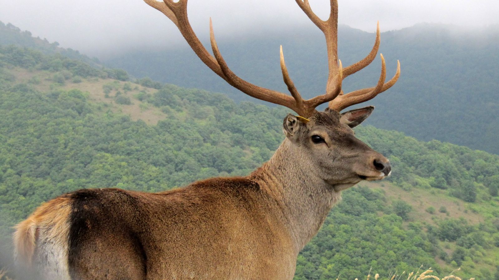 Caspian red deer stag in Arasbaran Protected Area, Iran