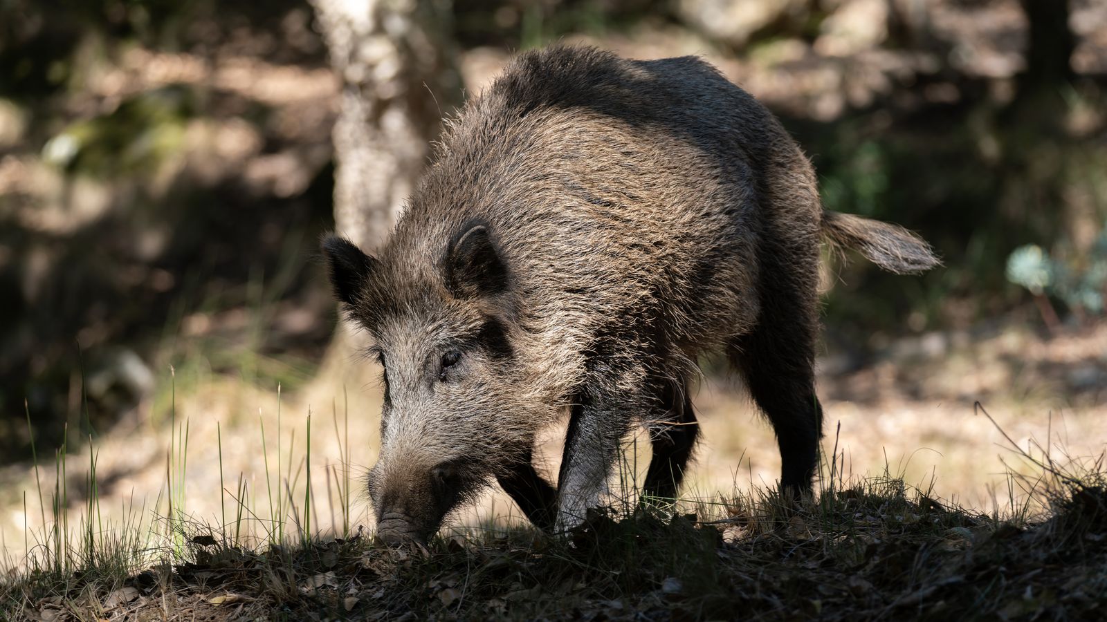 Wild boar in Tapada Nacional de Mafra, Portugal