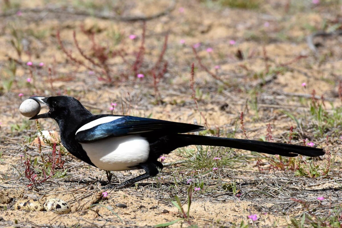 Eurasian magpie holding an egg in its beak
