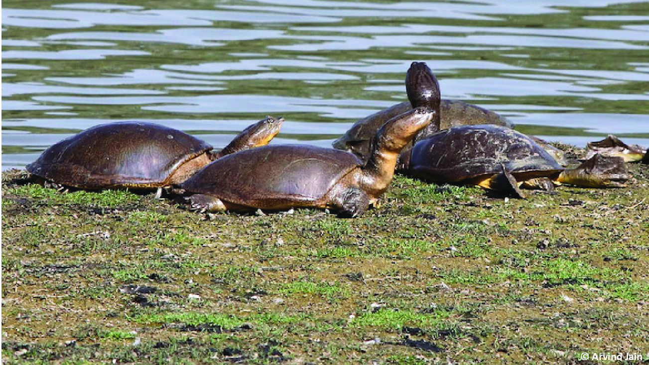 Indian flapshell turtles basking along the shore of Chawandiya Pond, Rajasthan, India