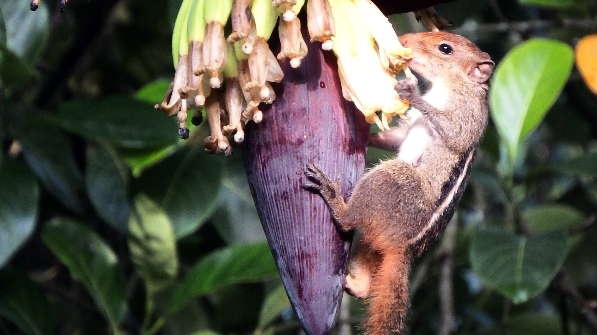 Indian palm squirrel feeding at a banana flower