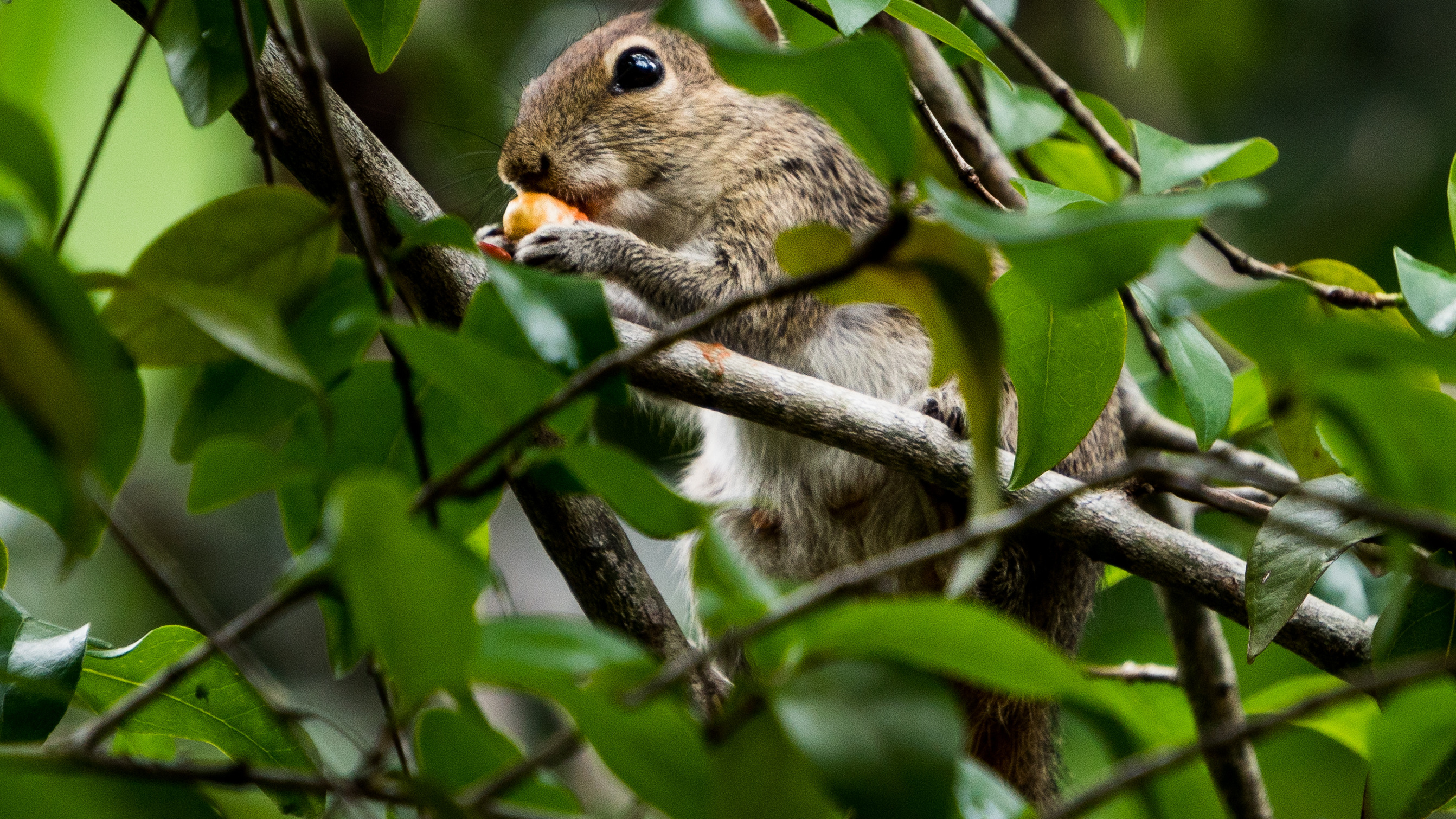 Indian palm squirrel eating fruit among green leaves