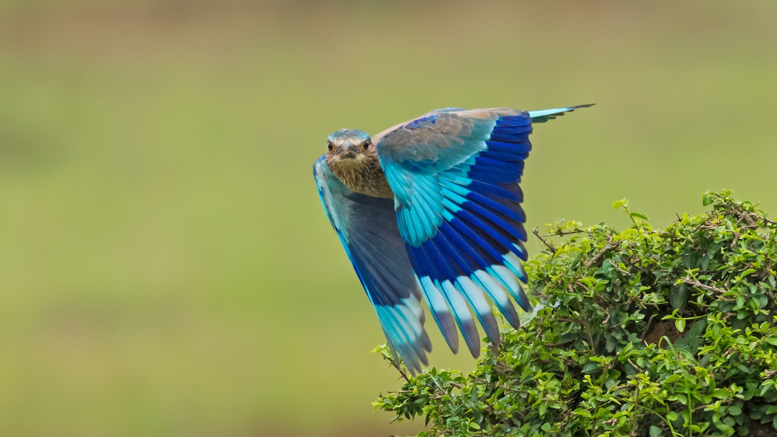 Indian roller in flight with its blue wings spread