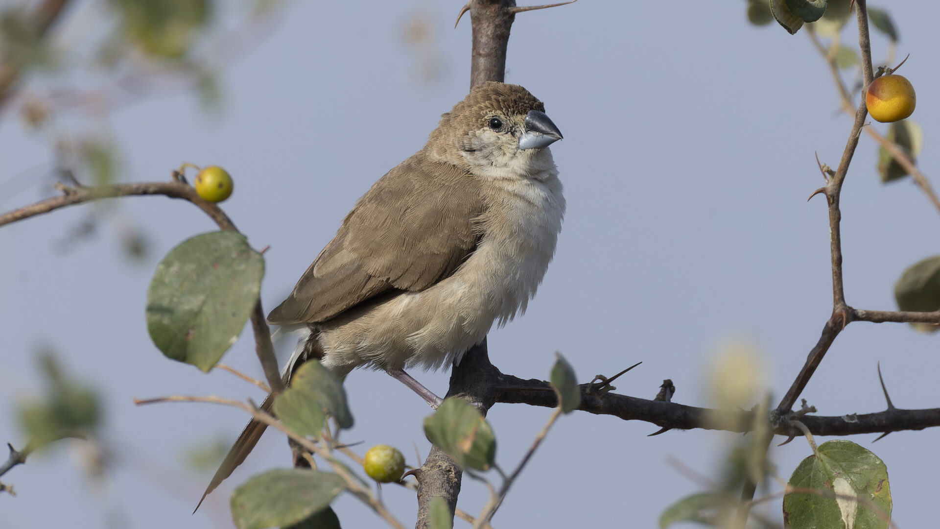 Indian silverbill perched on a thorny branch in Rajasthan, India