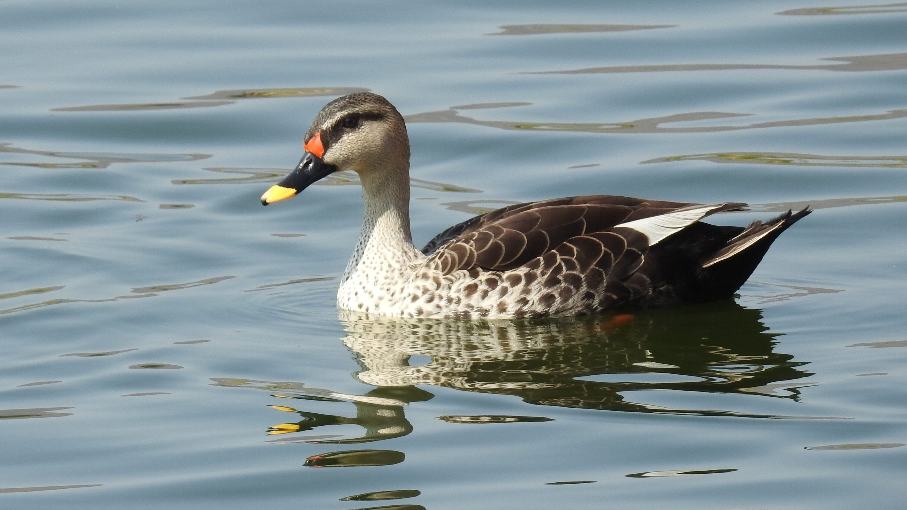 Indian Spot-billed Duck swimming in Jaipur, Rajasthan, India