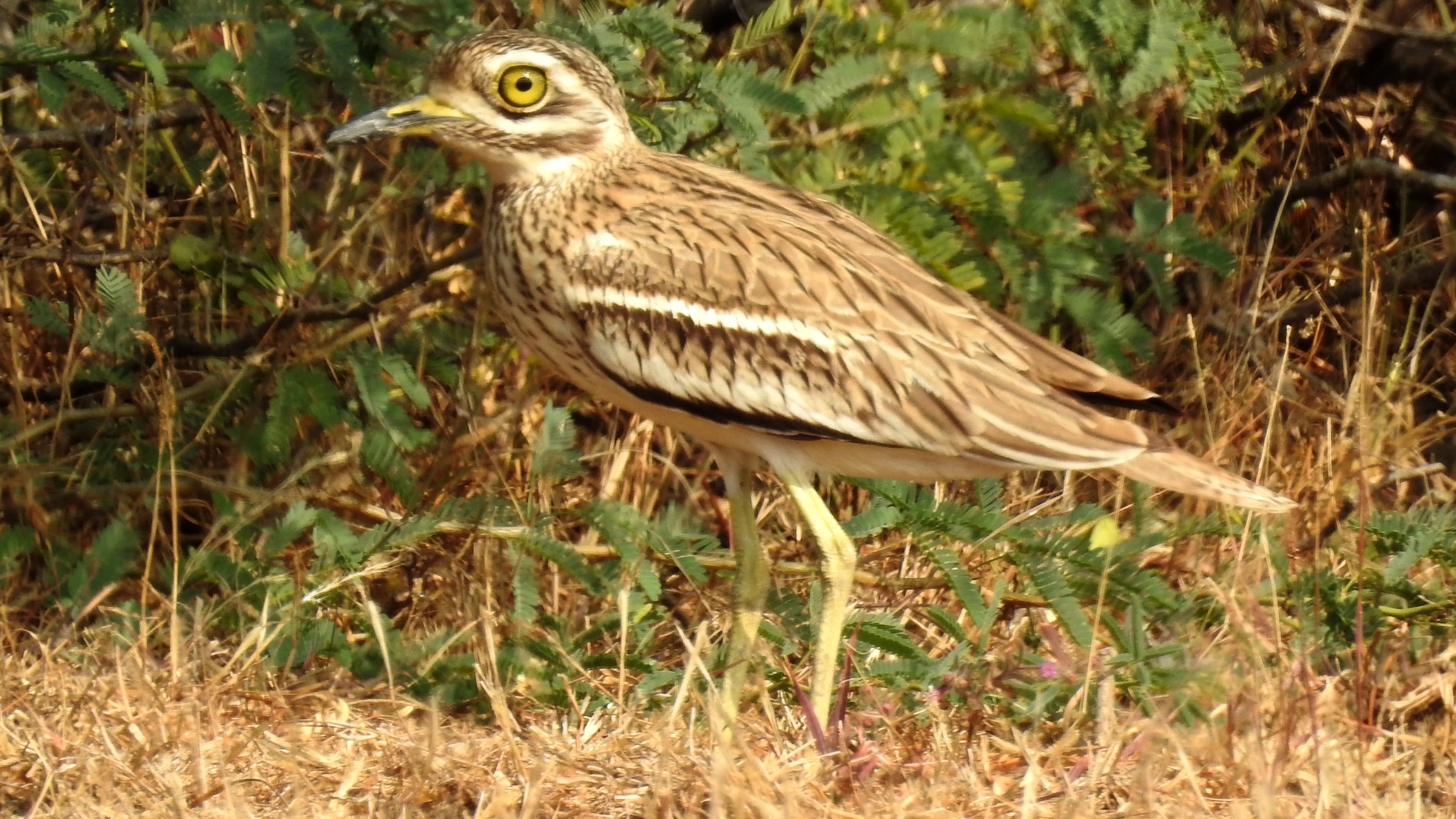 Indian thick-knee standing among vegetation at Lakhota Lake, Jamnagar, India