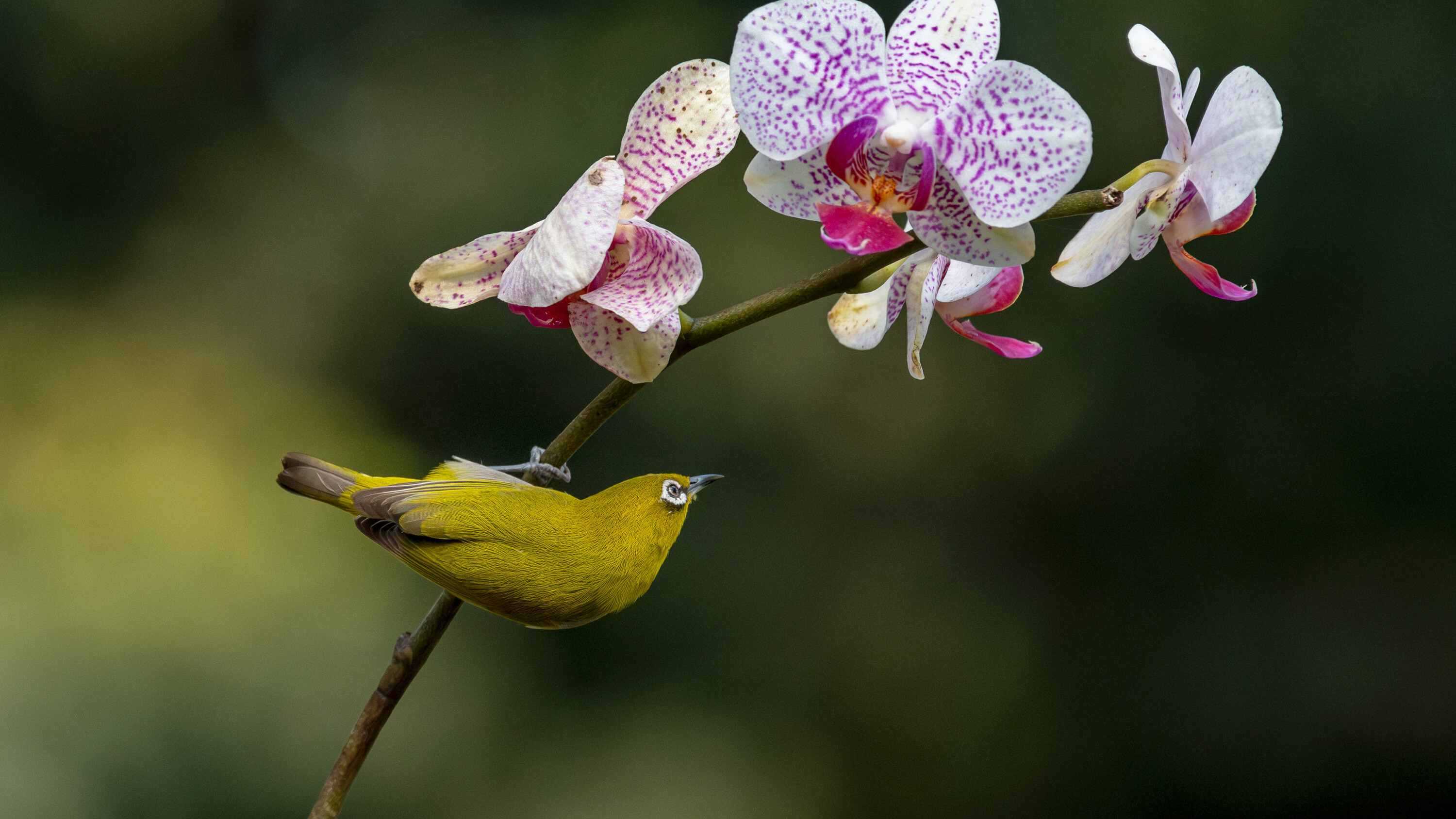 Indian White-eye beside an orchid in Nadia, West Bengal, India