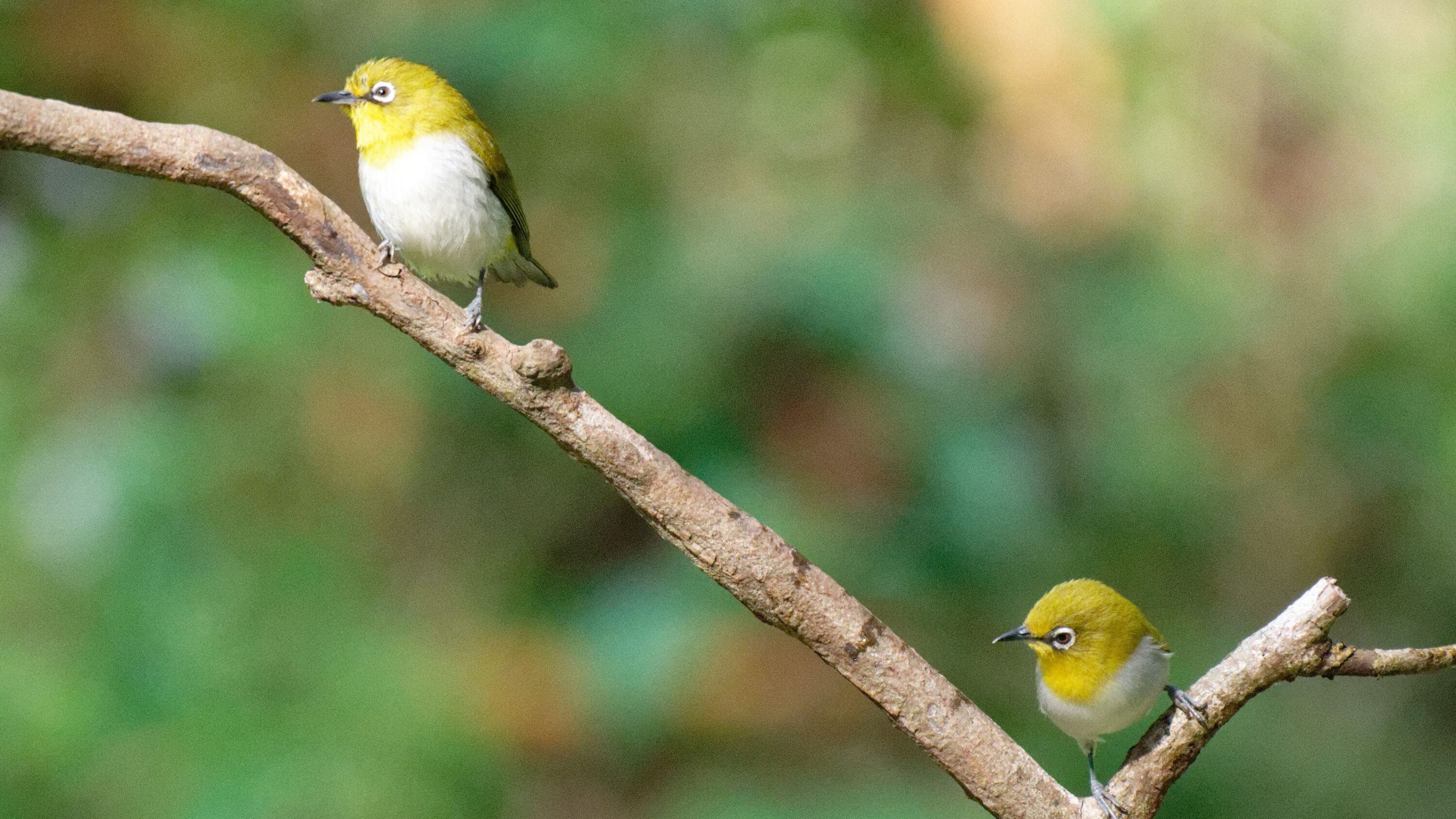 Two Indian white-eyes perched on branches at Ganeshgudi, India