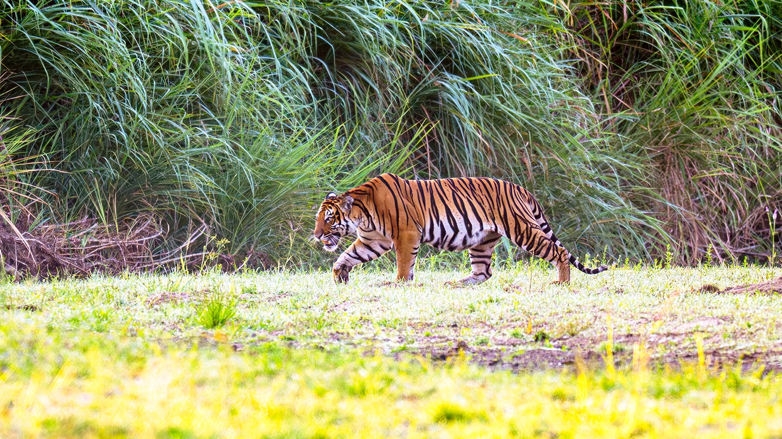 Wild Indochinese tiger walking across grassland in Huai Kha Khaeng, Thailand