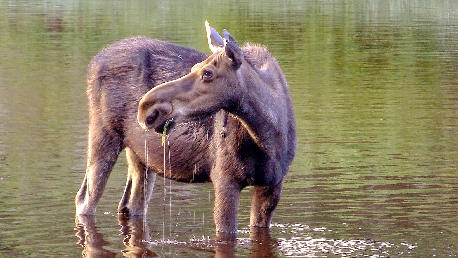 Wild moose feeding in Washington Creek on Isle Royale