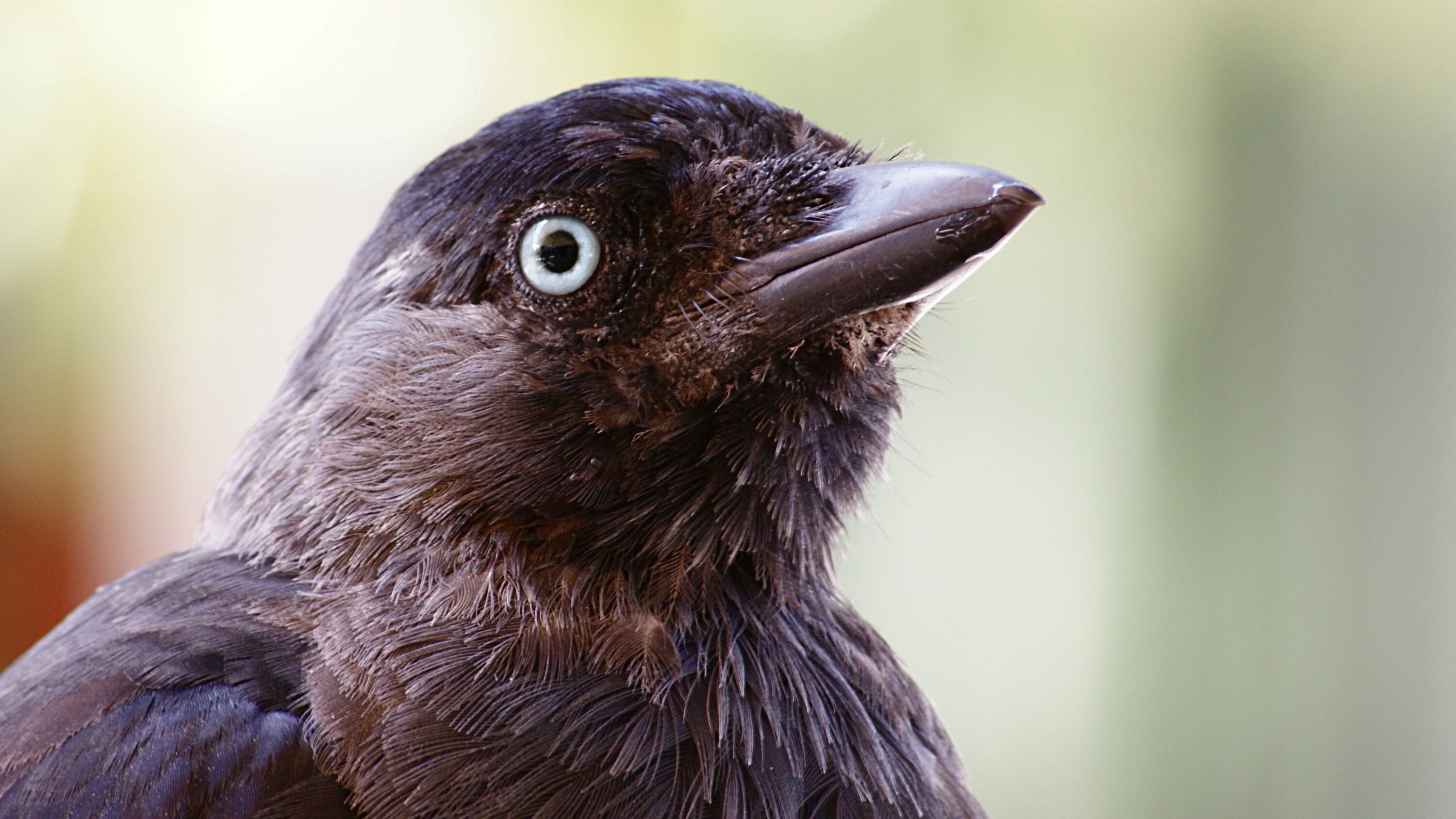 Close portrait of a Eurasian jackdaw